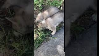 Alaskan Husky Puppies Sale in Detroit, MI