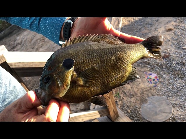 Redear Sunfish/Bluegill - HYBRID from Beyond Seclusion 