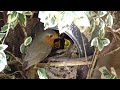 Robins Build Their Nest in Teapot