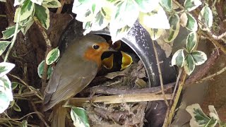 Robins Build Their Nest in Teapot