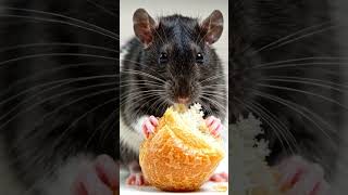 A small rat eating bread