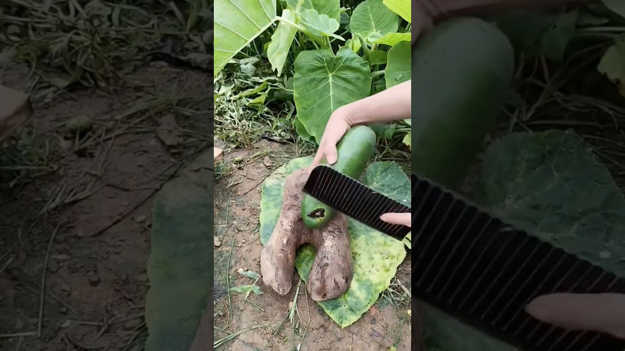GIANT ROOT gets perfectly sliced 😱🌱🔪#shorts #gardening #farming #plants #garden