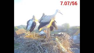White stork - from hatching to first flight