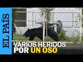Los ATAQUES de un OSO en Fukushima, en el noroeste de JAPÓN, dejan cuatro heridos