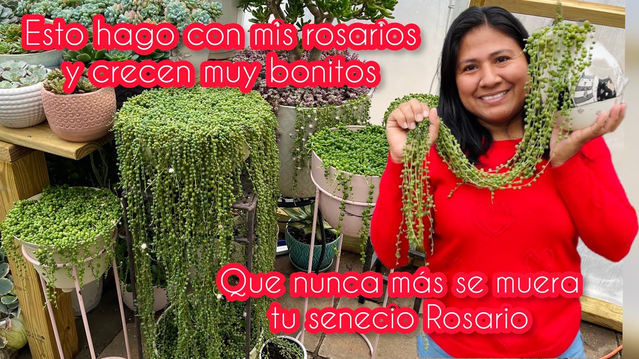 ASI CUIDO EL SENECIO ROWLEYANUS ROSARIO Y CRECE MUY ABUNDANTE