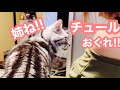 チュール(みたいなやつ)を持っている姉ねを追いかける 猫