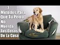 Mi Perro Muerde Todo ¿Que hago? - 7 Métodos de solución - (Muebles, objetos,zapatos)