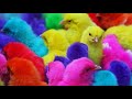 Menangkap Anak Ayam Lucu, Ayam Rainbow, Ayam Warna-Warni, Kelinci Anggora, Marmut Lucu