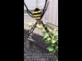 巨大なコガネグモを近所で発見。アタックしてみるも・・・。