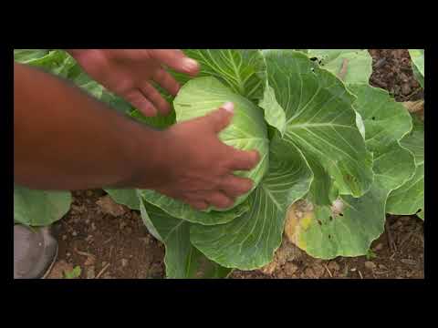 Craigslist Madison Farm And Garden By Owner