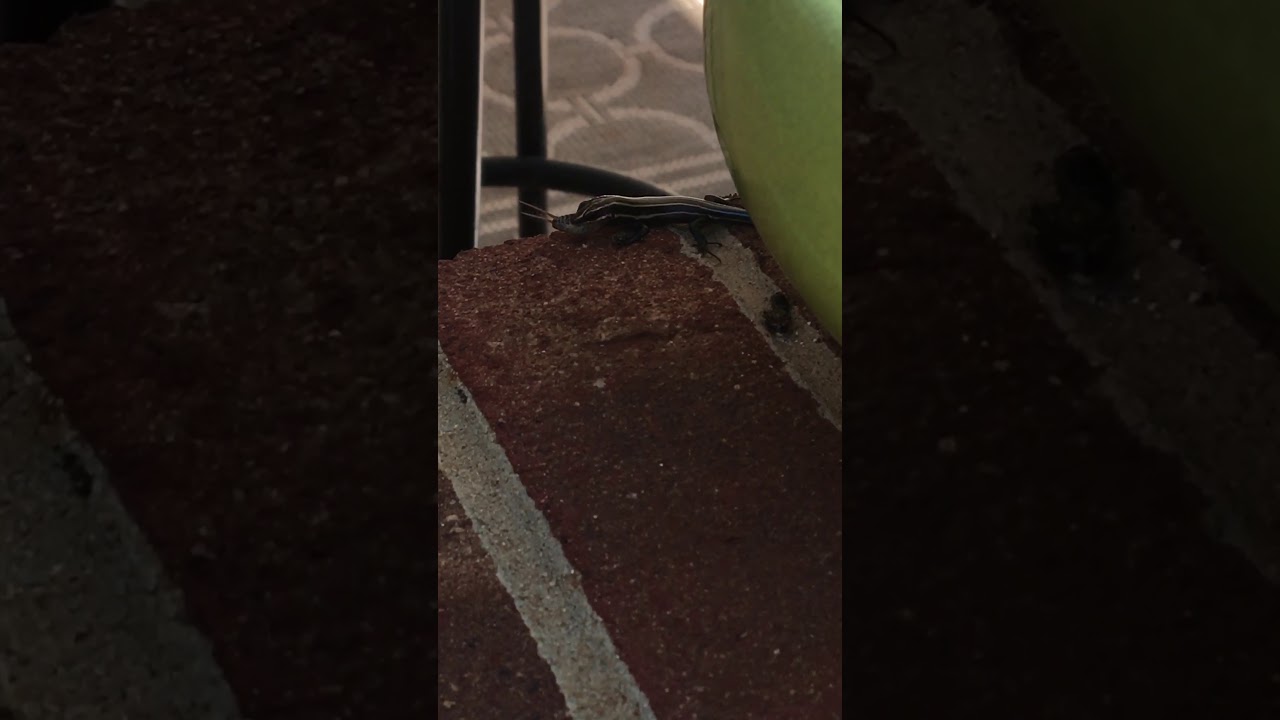 camera iphone 8 plus apk Wild Baby Lizard Eats Cricket