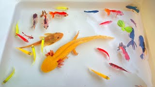 Most Amazing Catch Colorful Ornamental Fish, Axolotl, Turtle, Koi, Tetra, Angel, Radtang, Spadefish