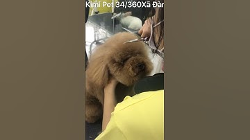 Cắt tỉa lông chó tại Kimi Pet - Thế giới thú cưng (34/360 Xã Đàn) - 0988833892