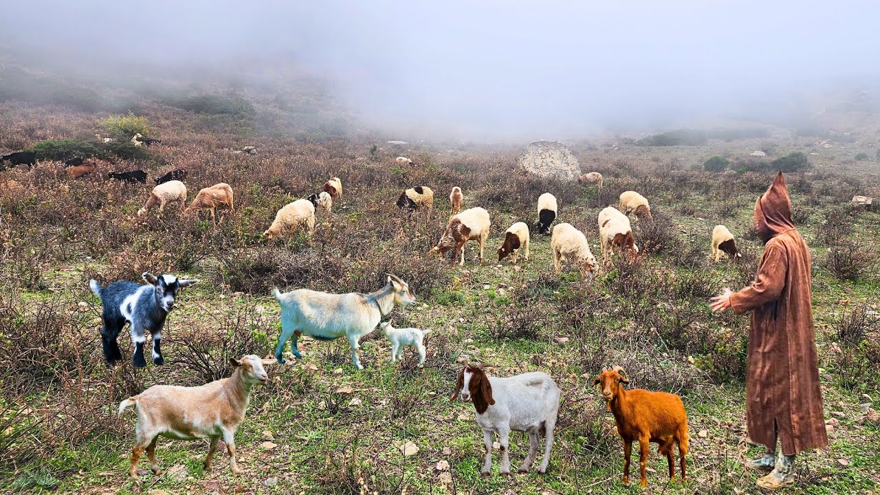 هكذا تكون الأجواء في المزرعة الجلبان البلدي وضباب يغطي الجبال... في ايت وياغر 