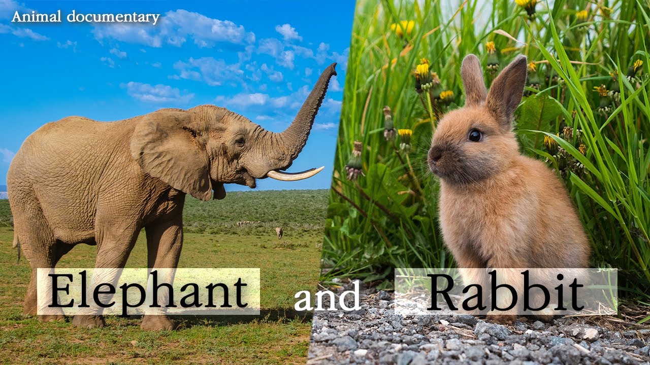 Elephant, Rabbit [Animal Documentary] - YouTube