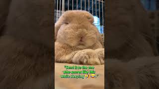 The Cutest Snoring Bunny Ever