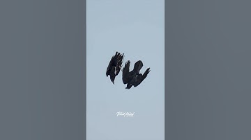 Amazing Ravens aerial acrobatics  #ravens #birdlovers #bird #birdsofyoutube #wildlife