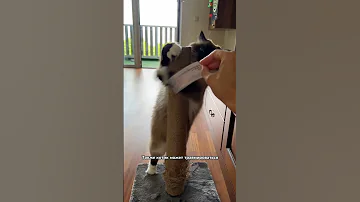 Нужно ли кошке стричь когти?