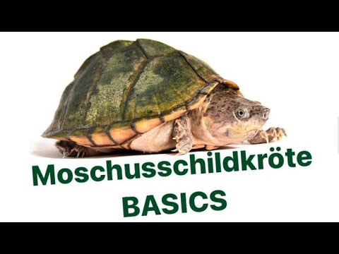 Video: Welche Pflanzen können Moschusschildkröten essen?