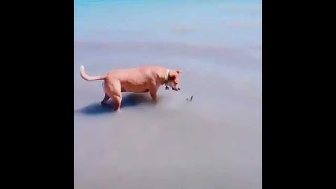 funny short video meme #460