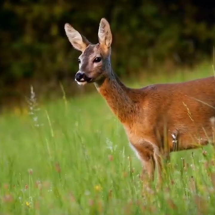 New Short video 2022 Nature Animal video #viral #2022 #beatiful #animals #nature #Animal #2022