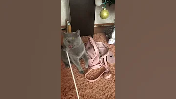 Кот шипит, как змея