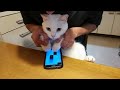 ピアノタイル2 白猫てんちゃんのジングルベル スマホバージョン