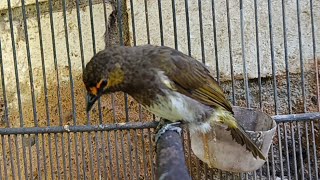 Ternyata jitu √ Suara Pancingan burung Rengganis