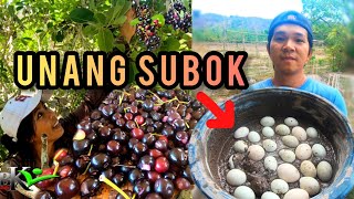 Ep.433- UNANG SUBOK SA PAGGAWA NG ITLOG NA MAALAT | NAMITAS NG DUHAT | BUHAY PROBINSYA | bukids