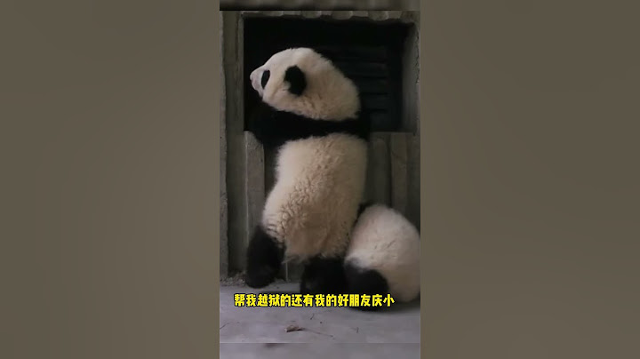 萌兰十岁啦！成长记录太暖心了