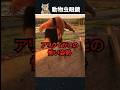 アリクイがこの姿勢を取ったら逃げてください