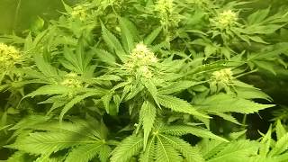 Week 5 (Day 30) of flowering Ice Cream, Sensi Star, Nebula, Jacky White, and Dutch Dragon.