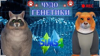 ★ The Sims 4 Кошки и Собаки: Challenge Чудо Генетики: ЛИСА | ЕНОТ★