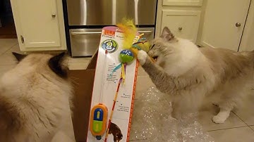 Ragdoll Cats Receive New Petstages Interactive Cat Toys - ねこ - ラグドール -- Floppycats
