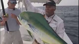 Gulfstream run for Georgia Mahi Mahi with Capt. Mark Noble