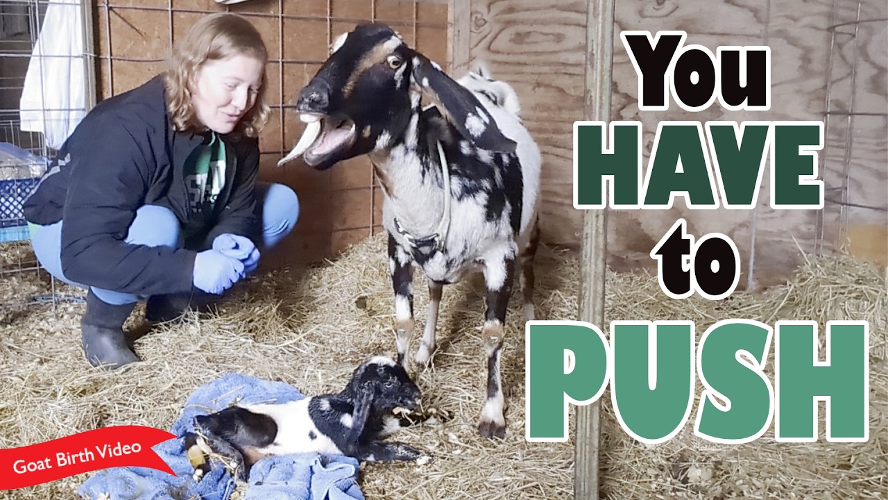 This mama did NOT want to push! 👎❌🚫 Mini Nubian Birth Vlog