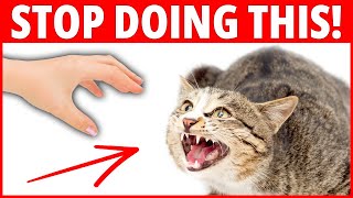 12 Things Your Cat Wishes You'd Stop Doing