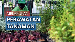 Dinas Pertamanan dan Pemakaman Provinsi DKI Jakarta Lakukan Perawatan Tanaman screenshot 4