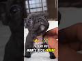Cute Dogs #dog #animals #facts #shorts
