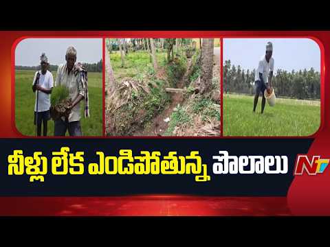 కోనసీమలో కన్నీరు పెడుతున్న రైతన్న.. నీళ్లు లేక ఎండిపోతున్న పొలాలు!  | Ambedkar Konaseema district