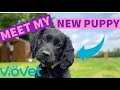 MEET MY NEW PUPPY! 🐾 | VioVet Puppy Haul | Footluce Eventing