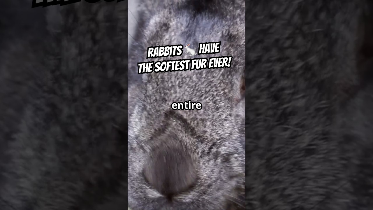 Bunny Fur Is Seriously Unique 🐇✨ 