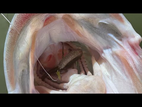 Messing around outback with the new Maxscent Magnum Hit Worm!