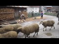 Rural Bulgaria - herd of sheep in the streets of Dobarsko village