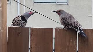 Animals in my backyard - Woodpeckers