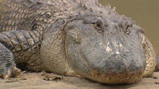 Gator spotted close to walking trail near Buffalo Bayou Park