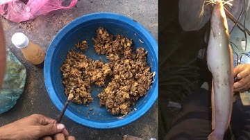 Mồi Câu Cá Trê , Mồi Xã Đơn Giản Rẽ Tiền Lại Hiệu Quả Cao