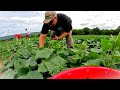 The side of vegetable farming you never see