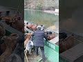 Peaceful farm life