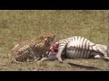 Honey's Boys make their first kill of a zebra in the Masai Mara